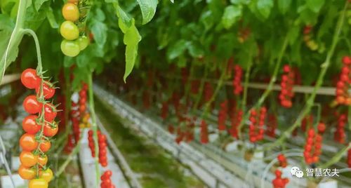 探秘中国最大的番茄工厂化种植温室全程智能化产量惊人